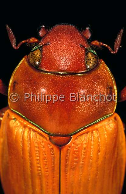 Pelidnota strigosa.JPG - in "Portraits d'insectes" ed. SeuilPelidnota strigosaRutelideShining leaf chaferColeoptera - RutelidaeCosta Rica